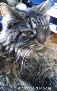 Fleury (named for the hockey goalie and because it was snowing when we found her). Her actual name turned out to be Trixie. I like Fleury... 