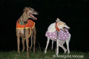 Cedric and Marigold in 2012