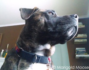 Hello? Yes, this is Moose. 