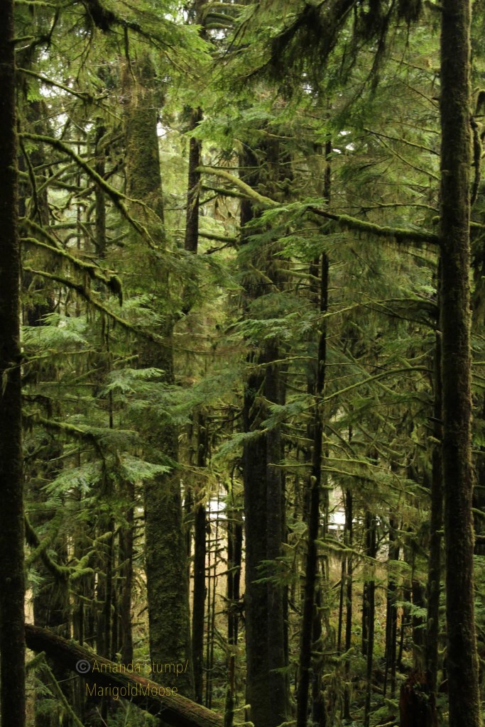 Dense pine trees covered in moss stand together. 