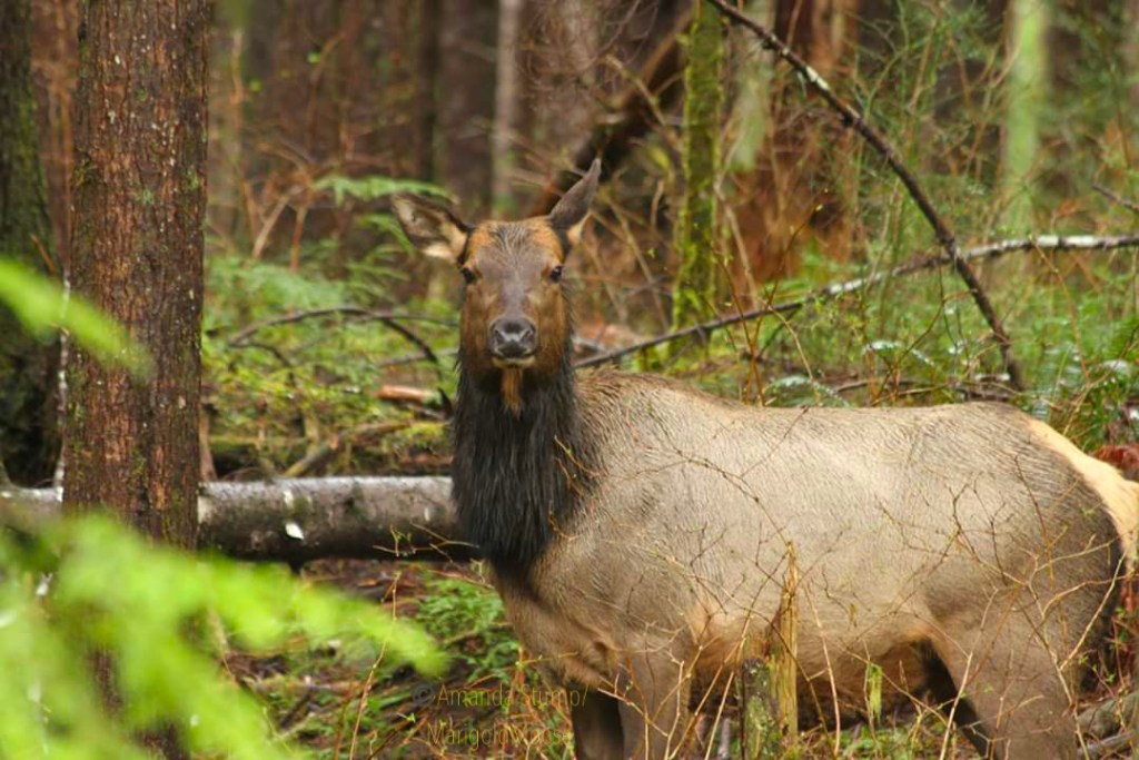 A beautiful Roosevelt elk cow stands in the Hoh rainforest with rain running down her back and trees and moss in the background. 
